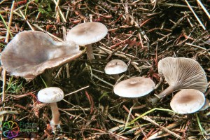 Kleinsporige trechterzwam Clitocybe ditopa1